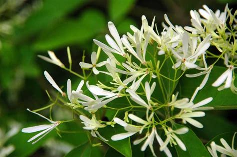 夜來香屬|夜来香（夹竹桃科夜来香属植物）